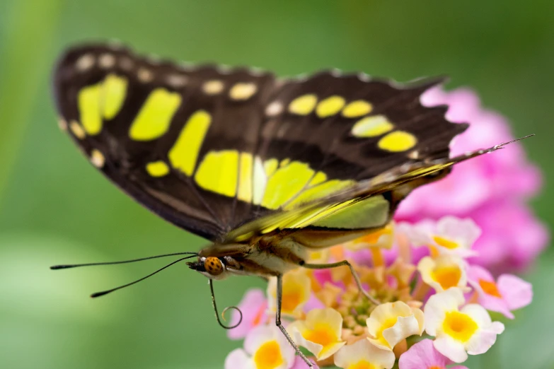 a yellow and black erfly standing on top of a purple flower