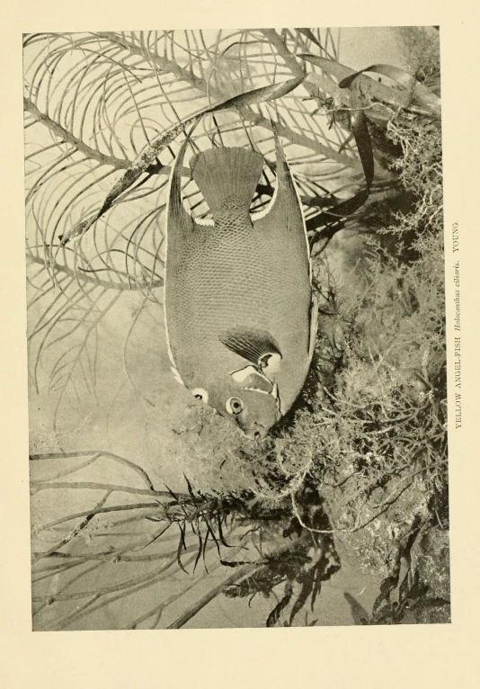 a po of an old boat in a pond