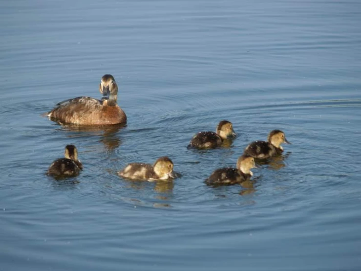 a large duck with its chicks swimming in the water