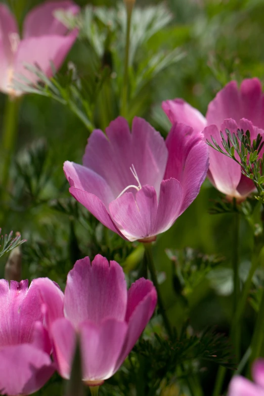 some flowers are blooming and all pink