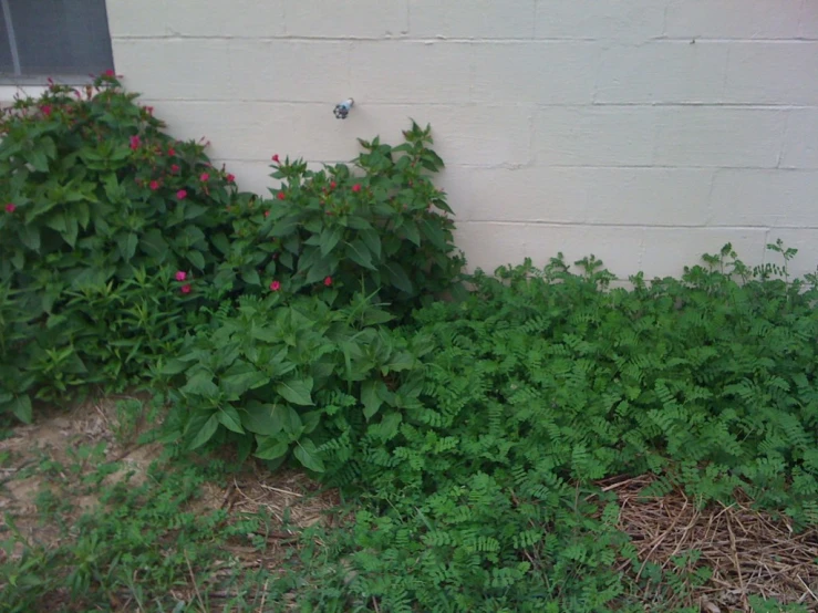 the shrubbery by a building is covered in flowers