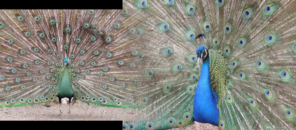 two peacocks standing next to each other with their feathers spread
