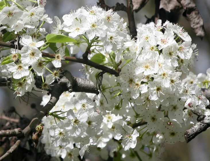 white blossomed flowers are on a tree nch