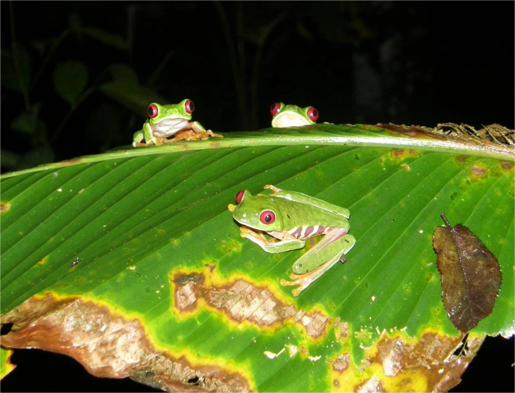 two frogs are sitting on top of a green leaf