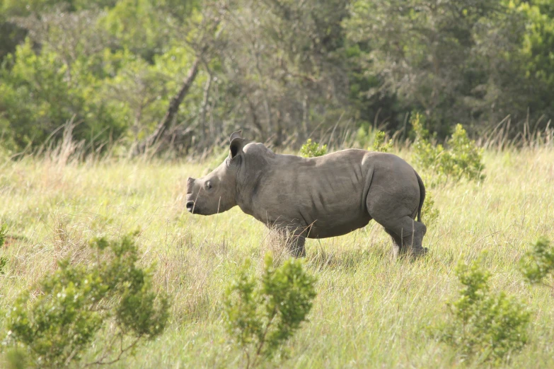 a rhinoceros is standing in the tall grass