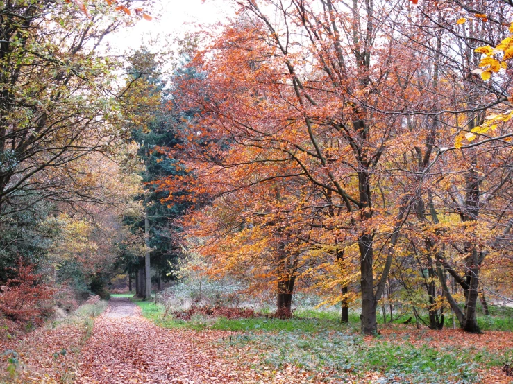 there is a dirt road in a forest