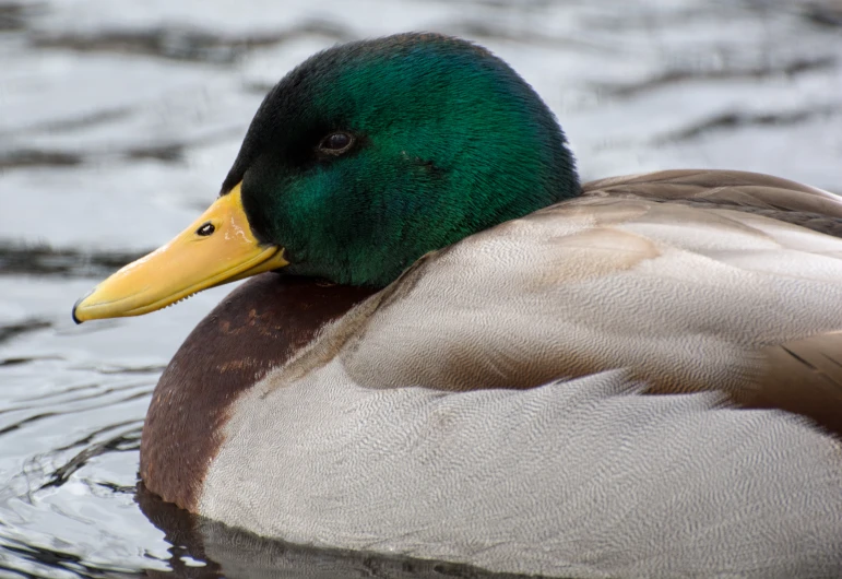 a duck that is standing on some water