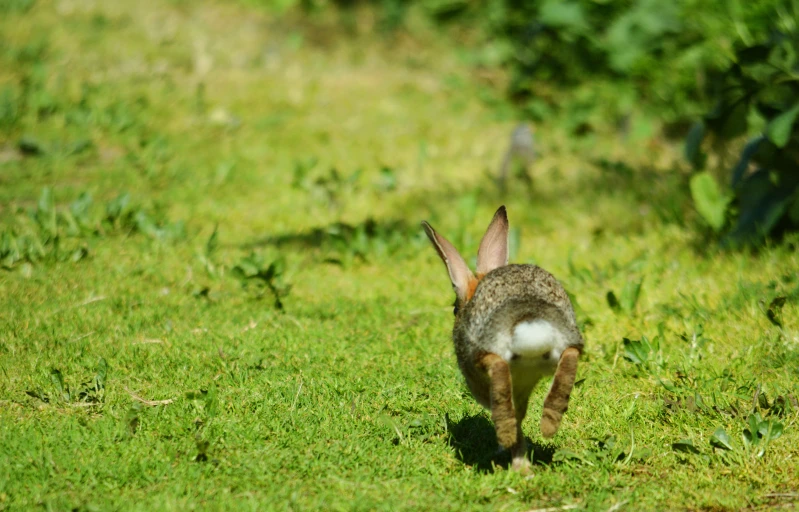 a small rabbit walking through the grass towards a wooded area