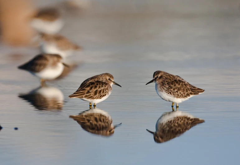 several birds standing in shallow water at the edge of a pond