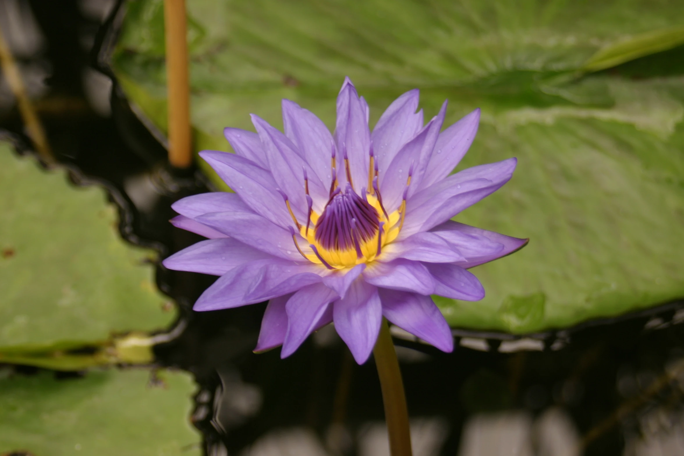 a lotus flower that is purple with some green leaves