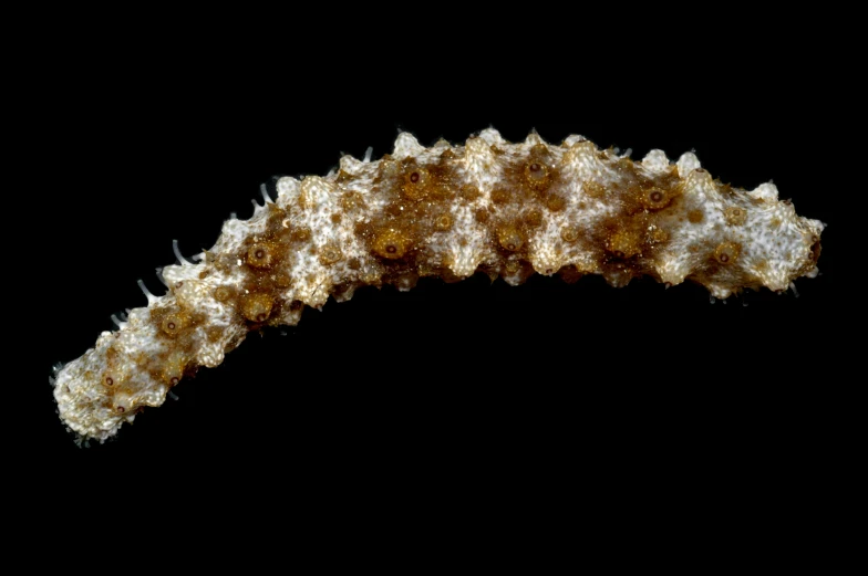 a brown and white fuzzy shell is against a black background