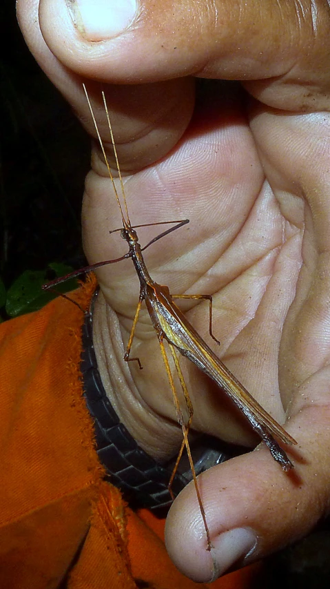 a person holding a bug in their hand