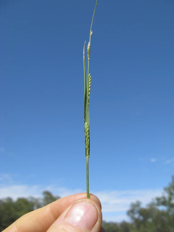 there is a thin grass stick with some leaves in it