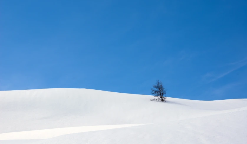 a lone tree standing alone in the middle of snow