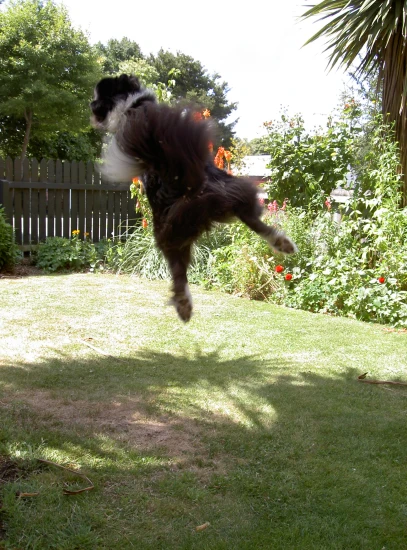 a black and white dog in mid air on a lawn