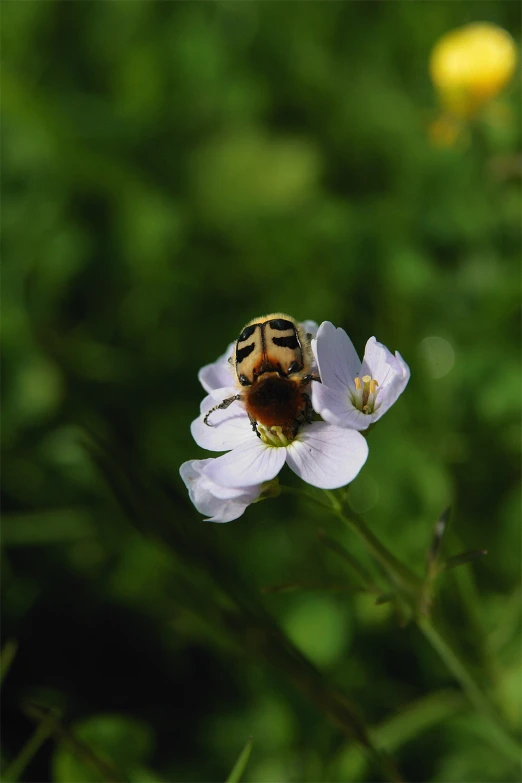 bee is sitting on the tip of a flower