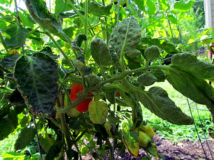 a vegetable farm with a number of plants