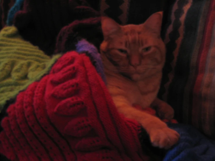 a cat that is laying on a couch