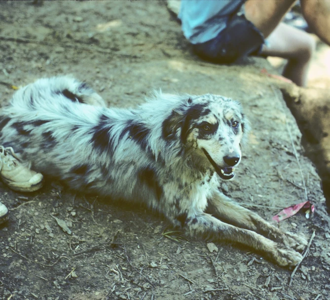 an old po of a dog laying down in the dirt