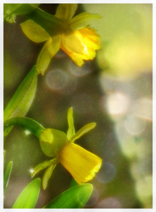 two yellow tulips with stems poking out of them