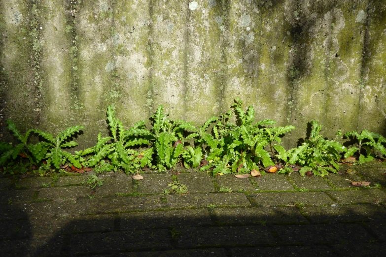 ferns growing along side a stone wall with moss