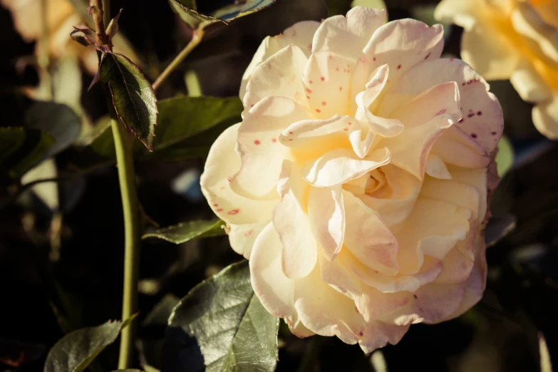 a flower is on top of the leaves