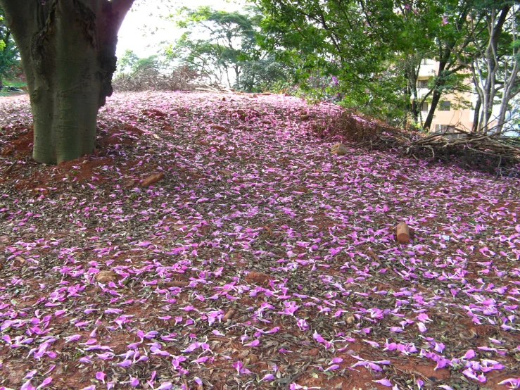 the purple petals are spread all over the ground