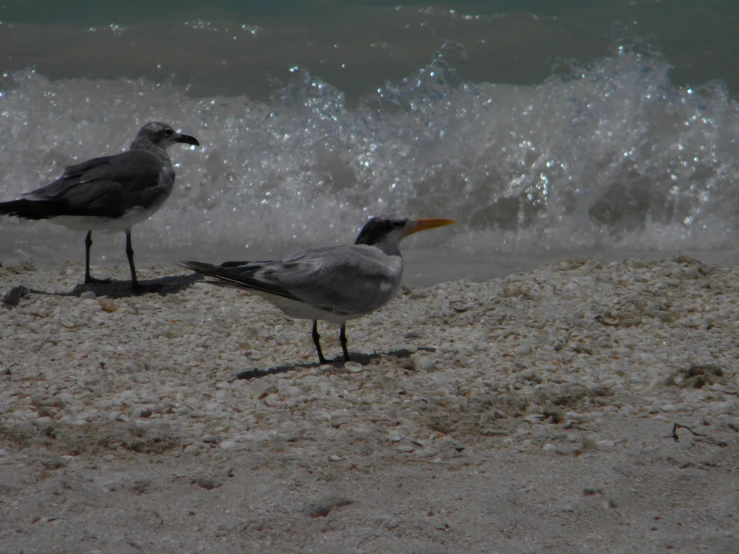 two birds standing on sand near the water