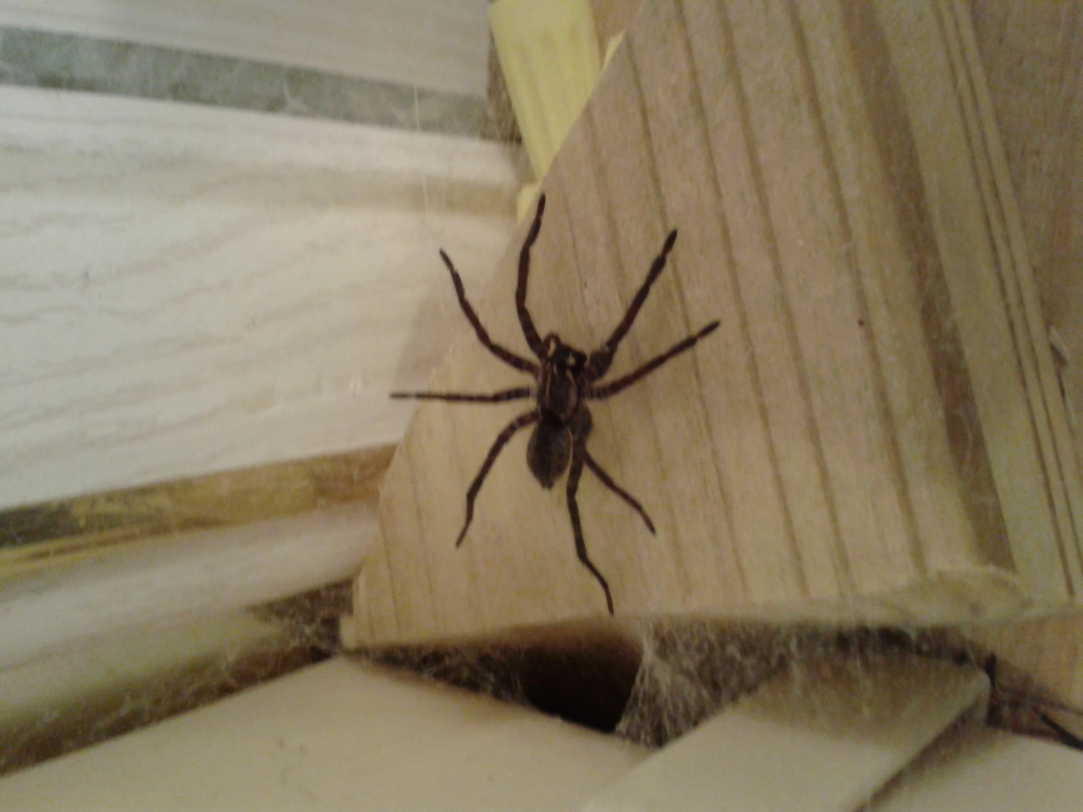 a small spider sitting on top of a wooden floor