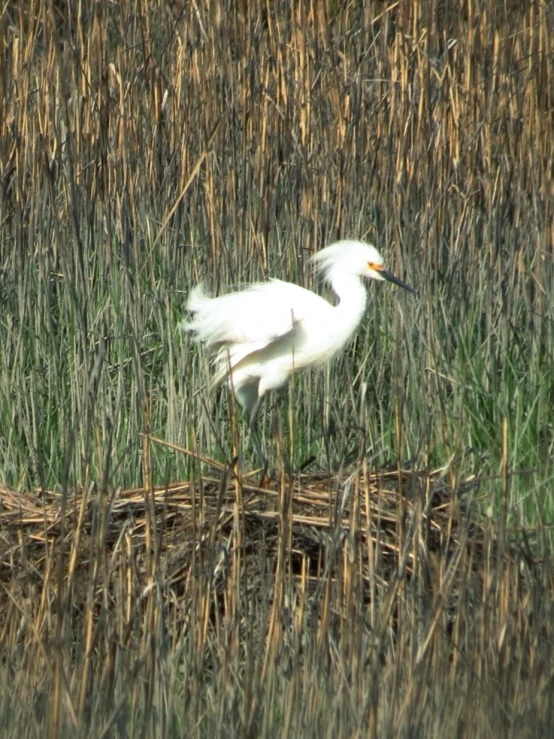 two white birds standing in tall grass and looking around