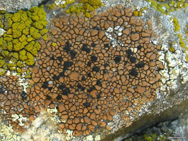 green moss is on a rock next to a piece of white