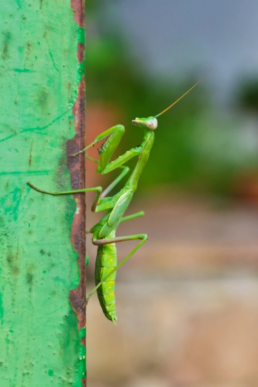 a green insect is seen against a bright green background