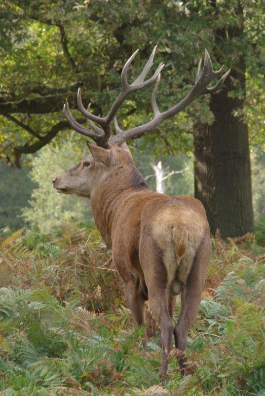 a red deer looking at the pographer from under some trees