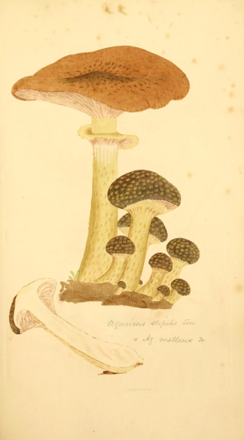 vintage drawing of three mushroom illustration