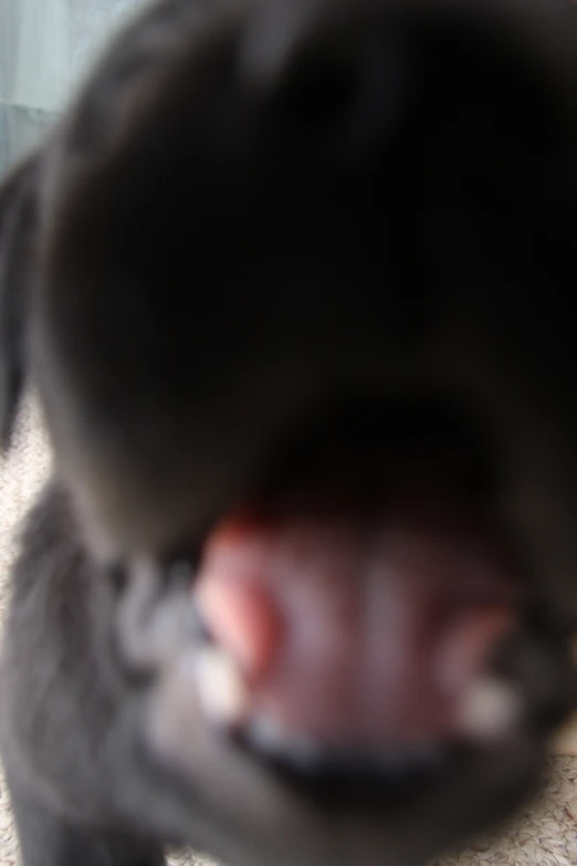 closeup of the mouth of a cat showing it's teeth