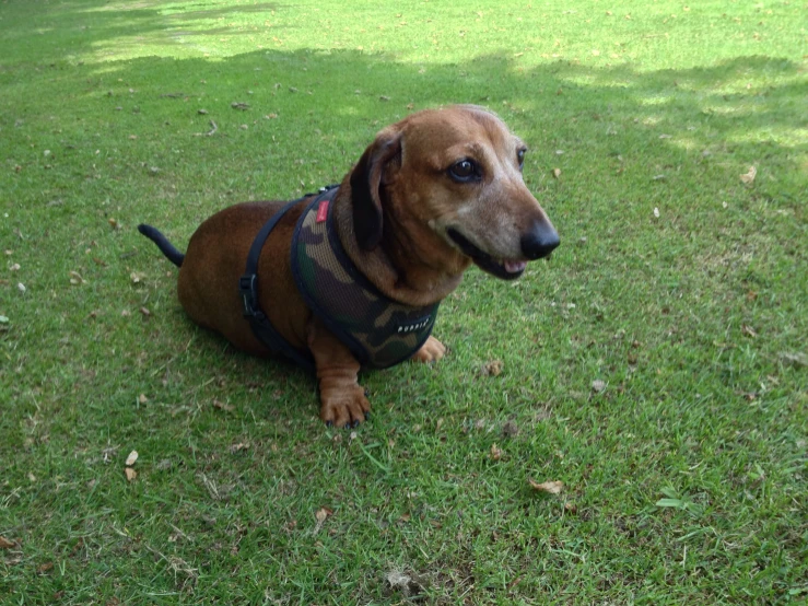 a small brown dog sitting in the grass looking at the camera