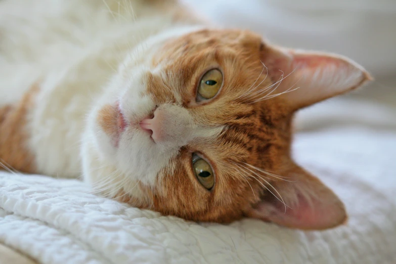 an orange and white cat lying on it's back on a bed