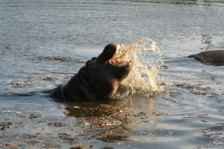 the hippo is enjoying the water outside on a sunny day