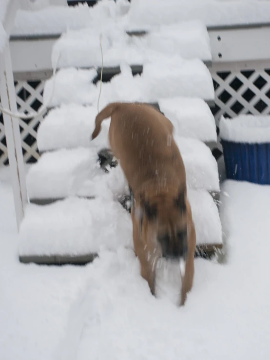 a dog playing in the snow near some stairs