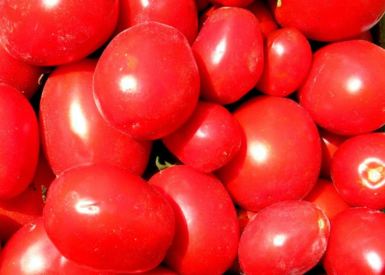 a bunch of red tomatoes in bunches together