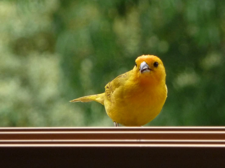 a little yellow bird perched on top of a wooden ledge