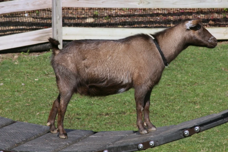 a brown goat is standing on a wooden platform