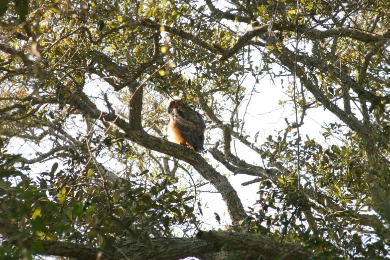 a bird sits on a nch of a tree