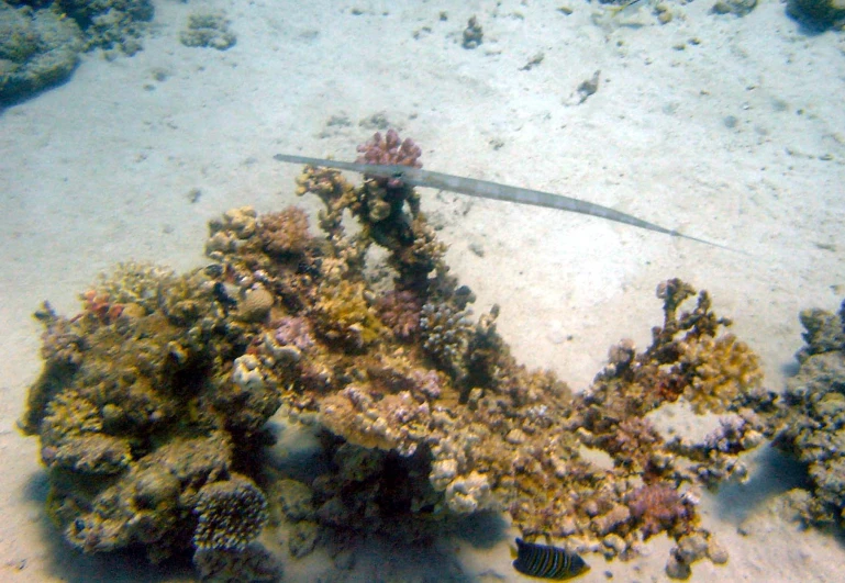 a fish swimming around coral in a shallow sea