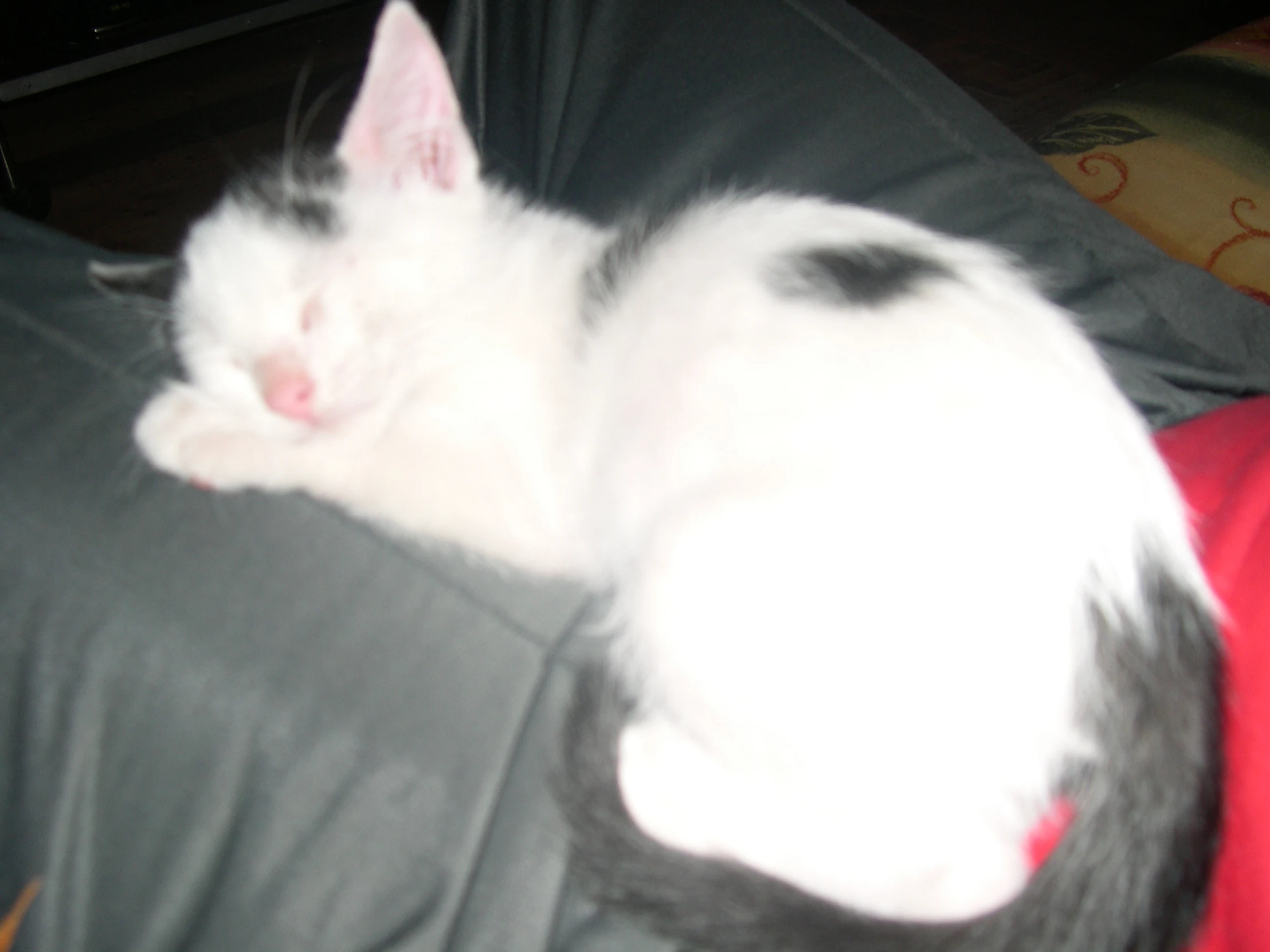 a black and white cat laying on a red couch