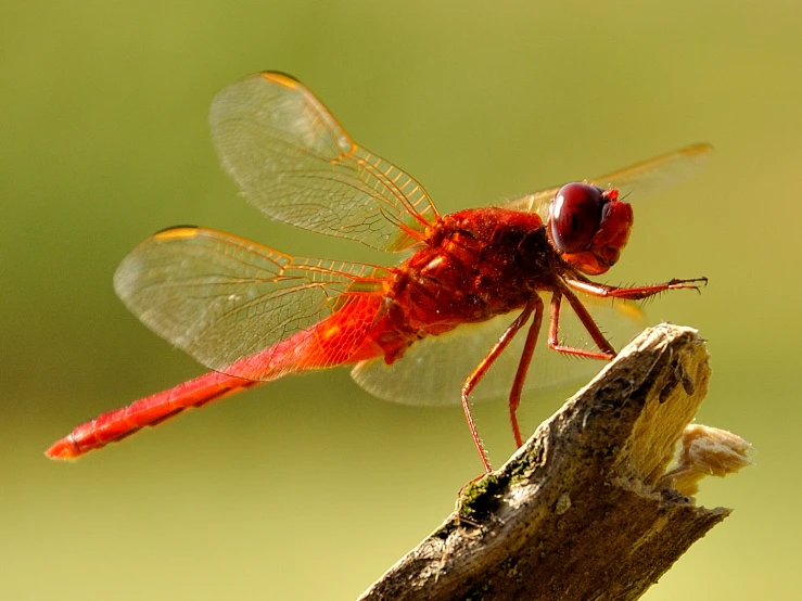 a close - up of the dragon fly sitting on the side of the stick