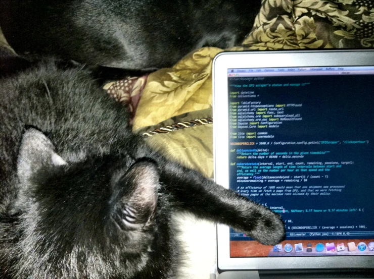 a cat lying next to an open laptop computer