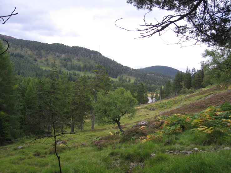 the view from above of the trees looking at a grassy area with flowers and water