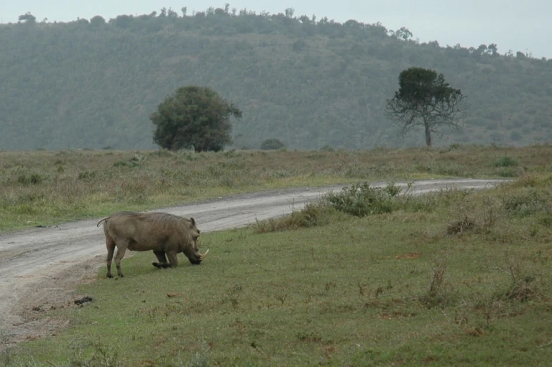 a cow standing in the middle of a road