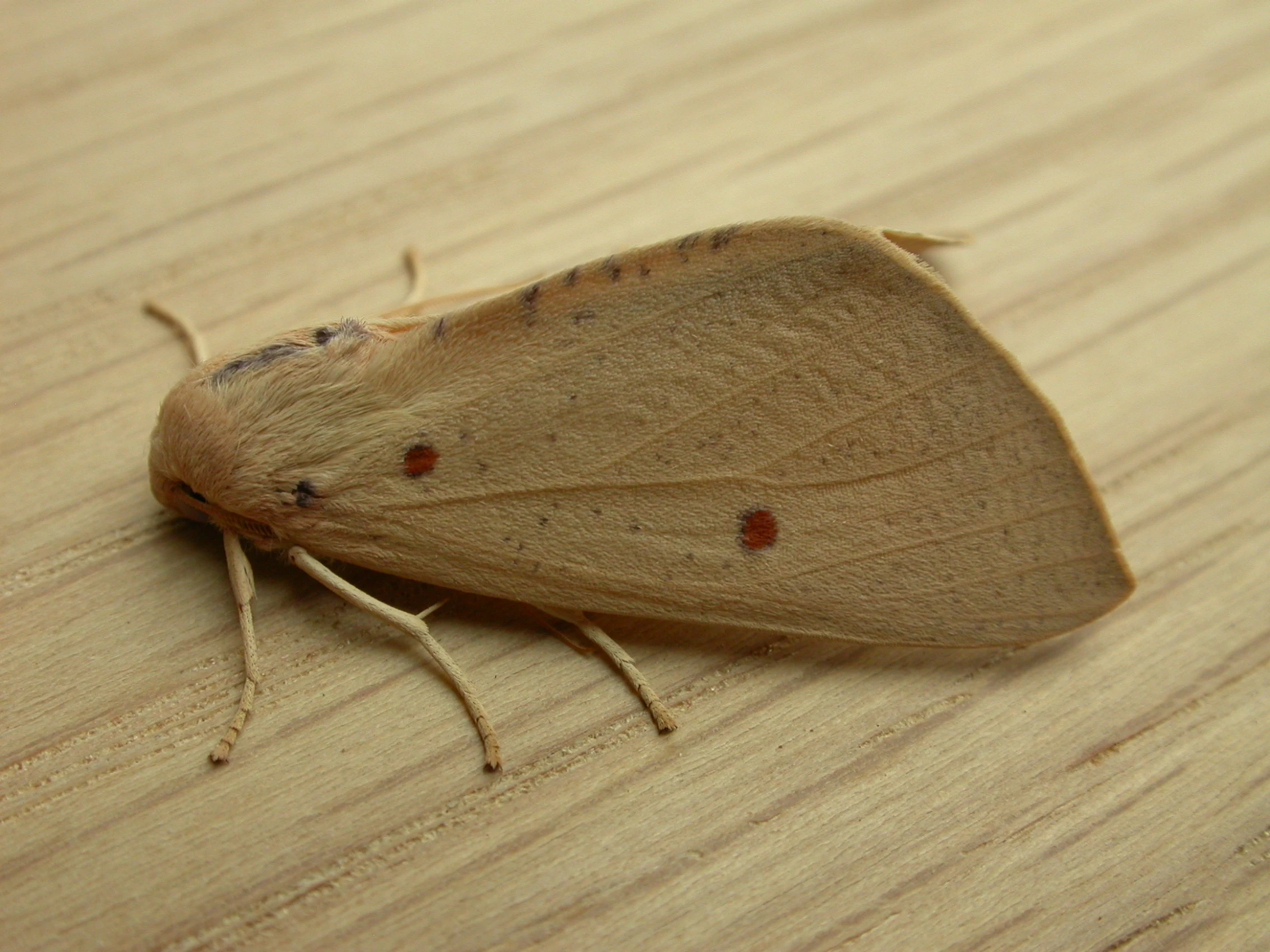 there is an orange brown moth on a wooden table